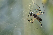 Spider Weaving Its Web To Catch Its Prey