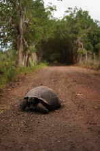 Giant Galapagos Tortoise Crossing The Road
