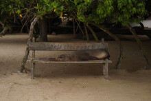 Sea Lion Lying On The Bench