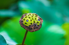Close-up Of Lotus Seedpod
