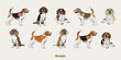 Beagle colors. Cute dog characters in various poses, design for print, adorable and cute cartoon vector set, in different poses. All popular colors. Dog Drawing collection set. Standing, sitting.
