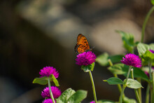 Passion Butterfly Sipping Nectar From Gomphrena Globosa