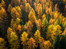 Aerial View Of Autumn Leaves In The Forest On A Hillside. Abstract Photo With Yellow, Orange And Green Trees In The Fall. 