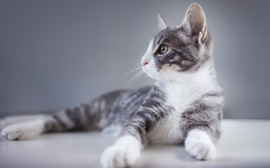 Grey kitten lying on the floor indoors.