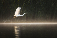 Wild Beautiful Birds From Danube Delta, Romania. Wildlife Photography