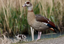 Close-up Of Egyptian Geese