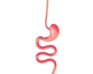 3d illustration of the human digestive system. From the esophagus to the small intestine, showing the anatomical interior.