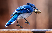 A Bluejay Finds A Peanut On A Frozen Backyard Bird Bath
