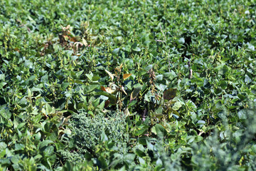 Wall Mural - Soybean plants damaged by Red Spider Mite (Tetranychus urticae).