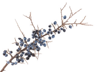 Wall Mural - Branch of Blackthorn or sloe berries with ripe fruits isolated on white