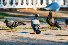 Close-up Of Pigeons On Street