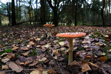 Wall Mural - Closeup of toadstool fungus among fallen leaves in a forest during autumn