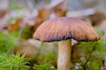 Sticker - Closeup of a brown mushroom in the forest surrounded by green plants during daytime