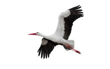 Stork Isolated On White Background