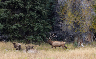 Canvas Print - Bull and Cow Elk in the Rut in Wyoming in Autumn