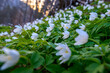 Wood anemone white flowers blooming on the spring forest floor covered with fresh plants. Anemone nemorosa flower in the forest in the sunny day
