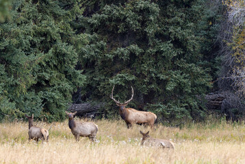 Sticker - Bull and Cow Elk in the Rut in Wyoming in Autumn