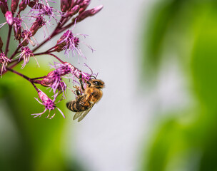 Wall Mural - Bee pollinating at a boneset flower