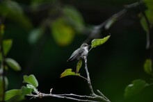 Anna's Hummingbird Perched On An Apple Tree Limb