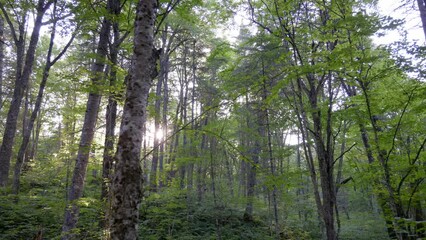 Sticker - Aerial shot of a forest with tall beautiful trees