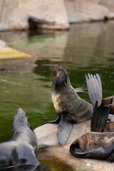 Sticker - Vertical shot of fur seals (Arctocephalinae) enjoying the sun on a rock