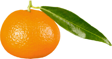 Poster - One orange fruit on white background