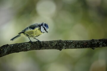 Canvas Print - Closeup of a cute Eurasian blue tit sitting on a branch