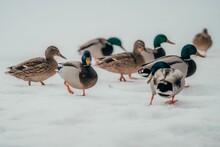 Group Of Adorable Mallard Ducklings Walking On Snow