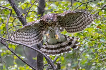 closeup of the juvenile cooper's hawk landing on a branch. accipiter cooperii.