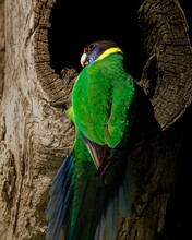 Vertical Shot Of A Green Australian Ringneck Parrot On The Tree Trunk