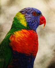 Poster - Vertical closeup of a colorful loriini