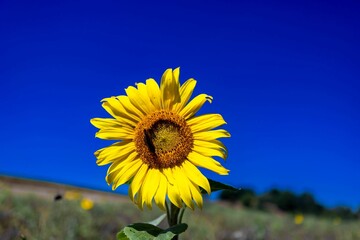 Sticker - Pretty yellow sunflower in the field