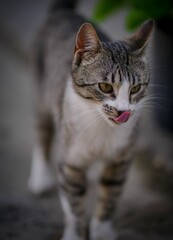 Poster - Beautiful portrait of a cute tabby cat on a blurry background