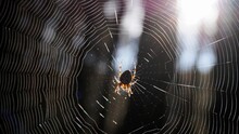 Selective Focus Of A Spider On A Web With Sunlight Coming Through Trees In The Background