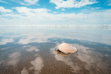 Sticker - Closeup shot of a seashell on the beach in Christchurch, New Zealand in daylight