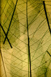 © Vinayak Jagtap - Leaf abstract background, Tropical leaves wall art design with space for your text.