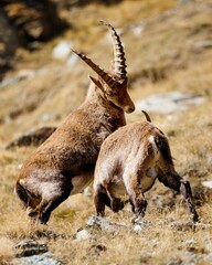 Wall Mural - Vertical shot of Alpine ibex with beautiful horns playing on the rocky hillside