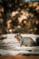 Poster - Vertical shallow focus shot of adorable Rock squirrel at the Grand Canyon