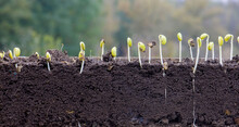 Sprouted Soybean Shoots In Soil With Roots. Blurred Background.