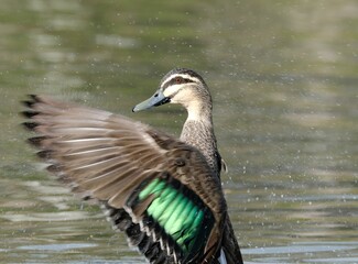 Poster - Closeup shot of a pacific black duck getting ready for flight from a pond