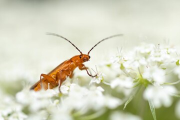 Poster - Closeup of a rhagonycha fulva insect on white flowers.