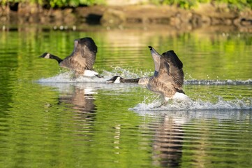 Sticker - Geese flying over the pond.