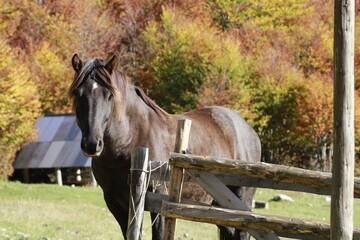 Canvas Print - Beautiful brown horse on a ranch in sunny weather surrounded by autumn nature