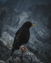 Vertical Shot Of An Alpine Chough With Black Plumage And Yellow Beak Perched On A Rock
