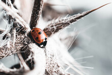 Ladybug On A Scottish Thistle In Winter