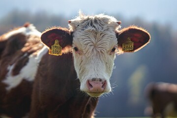 cute white brown domestic cow with ear tags on a rural field