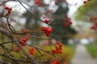 Czerwone owoce na jesiennych drzewach