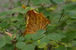 Jesienne liście w ciepłych kolorach