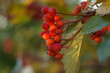 Czerwone owoce na jesiennych drzewach