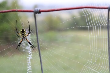 Sticker - Closeup shot of a yellow garden spider on a web in a forest